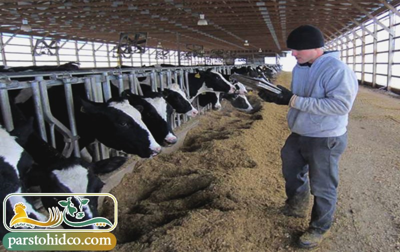 اهمیت تغذیه در دامداری مدرن 